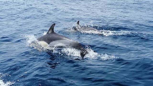 Dolphin Seafaris | Observação de golfinhos