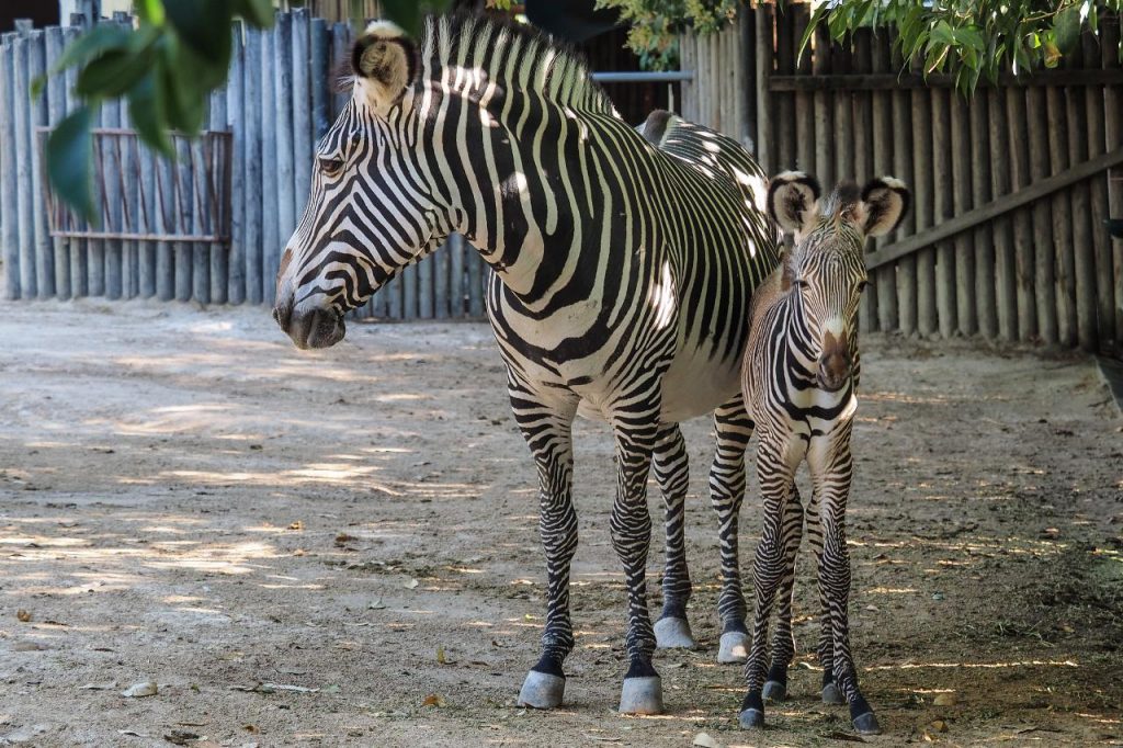 Apadrinhar um animal do Jardim Zoológico de Lisboa (online)